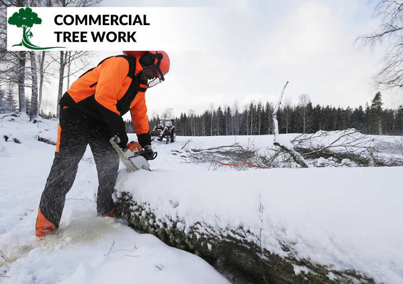 commercial tree work in salford