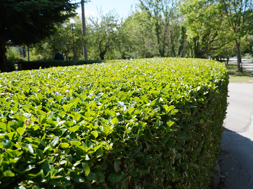 hedge trimming salford